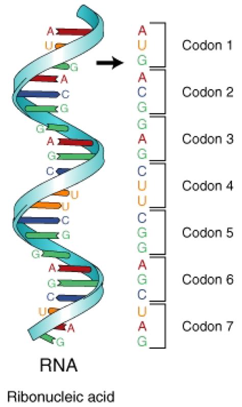 Three Letter Segments Of Mrna Code For Specific