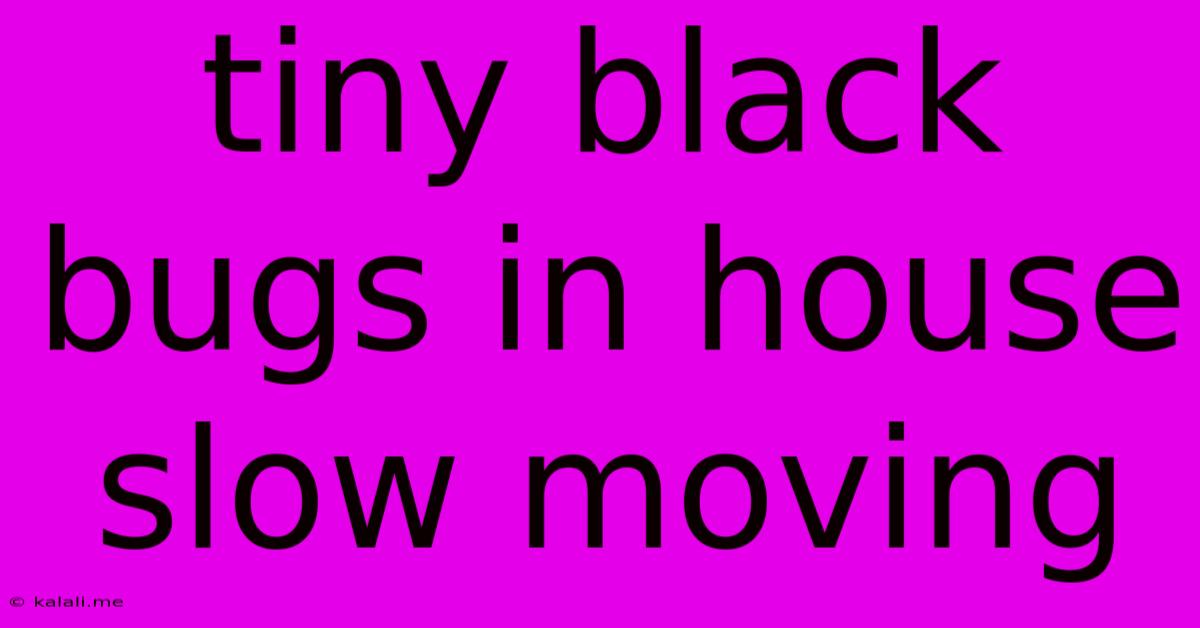 Tiny Black Bugs In House Slow Moving