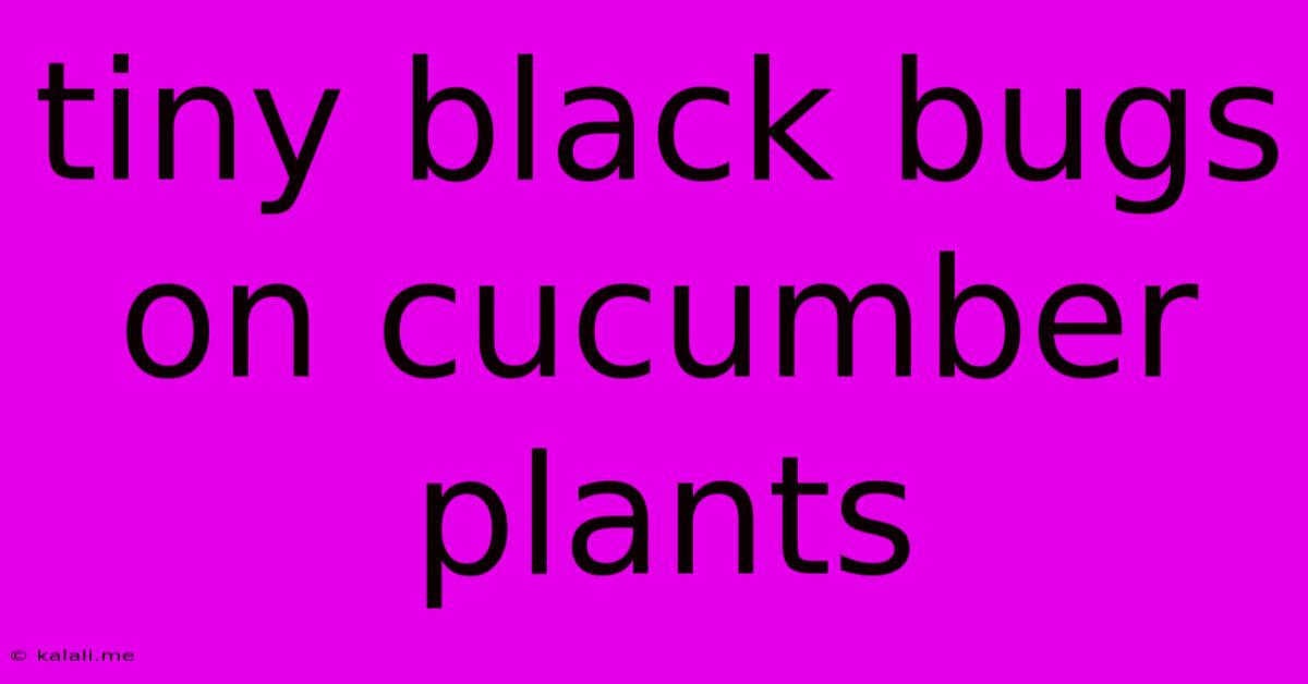 Tiny Black Bugs On Cucumber Plants