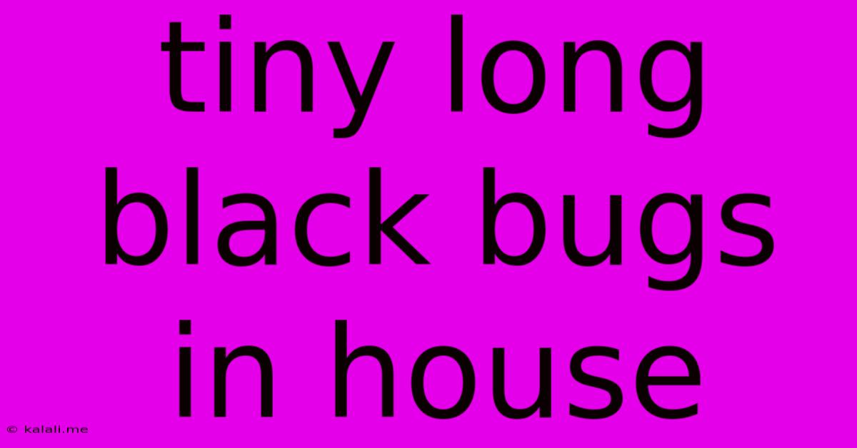 Tiny Long Black Bugs In House