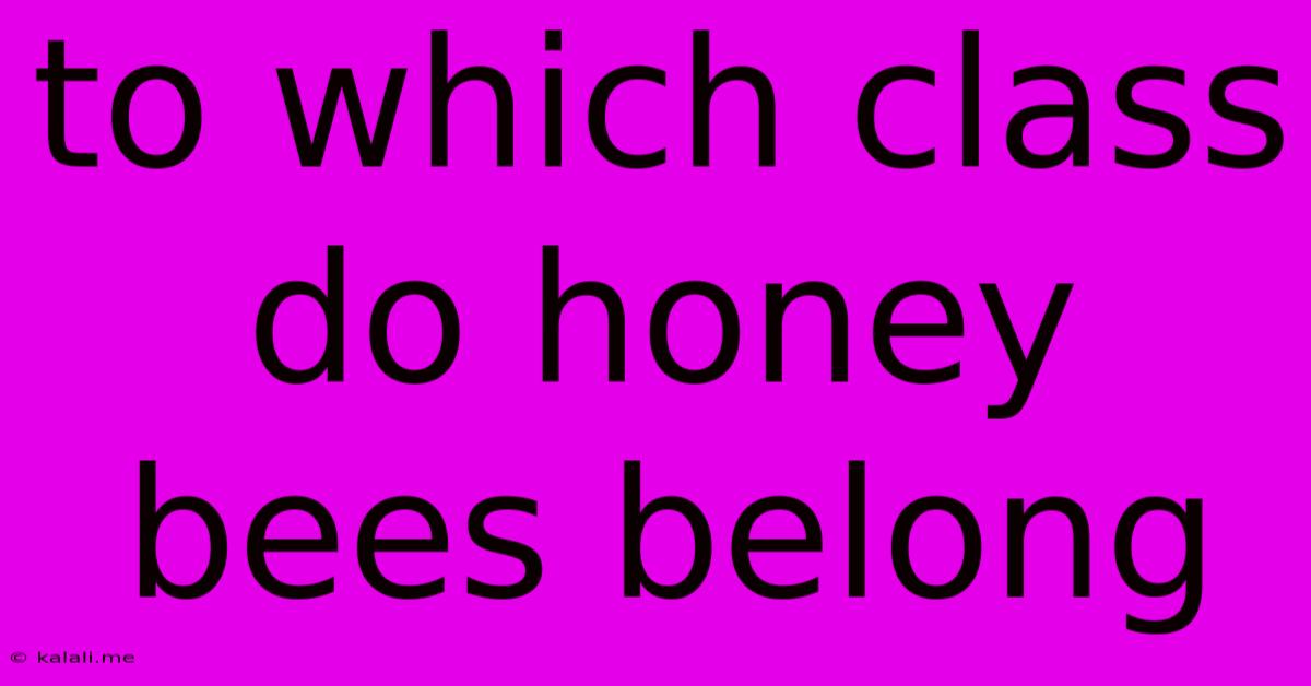 To Which Class Do Honey Bees Belong