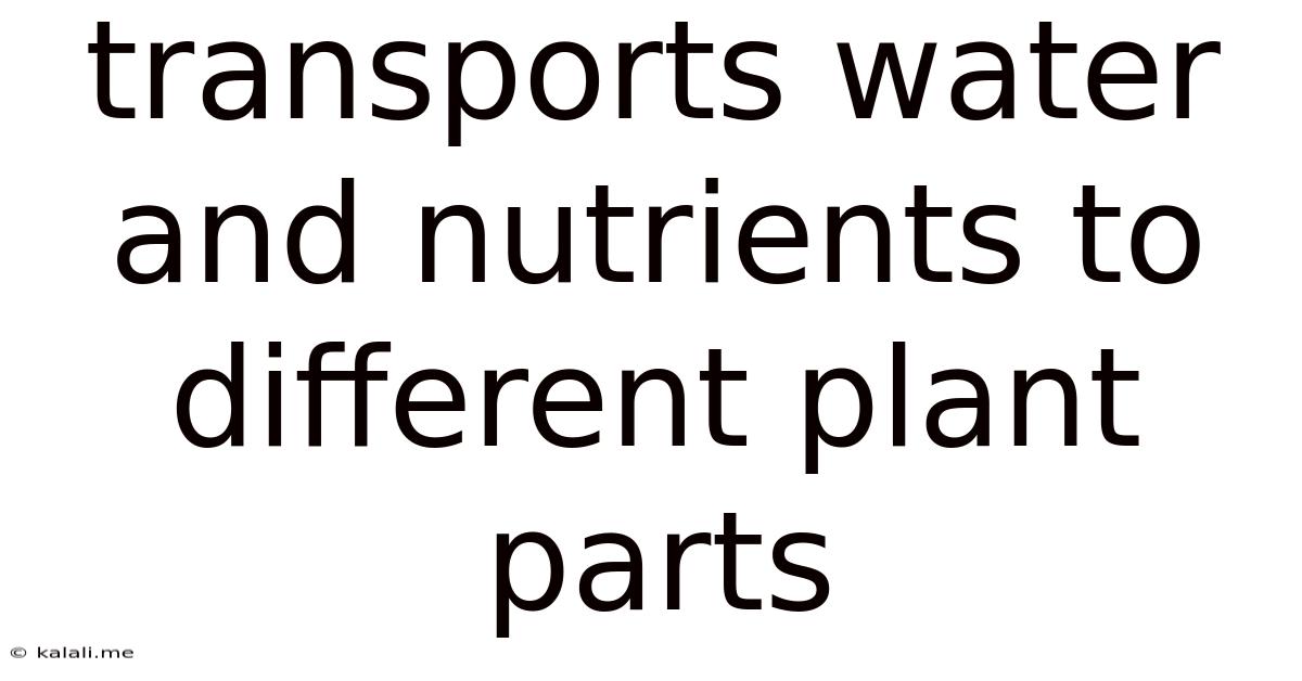 Transports Water And Nutrients To Different Plant Parts