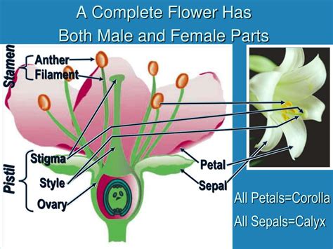 True/false: All Flowers Contain Male And Female Parts.