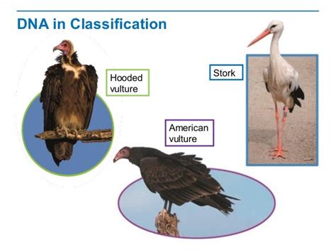 Vultures And Blowflies Are Classified As