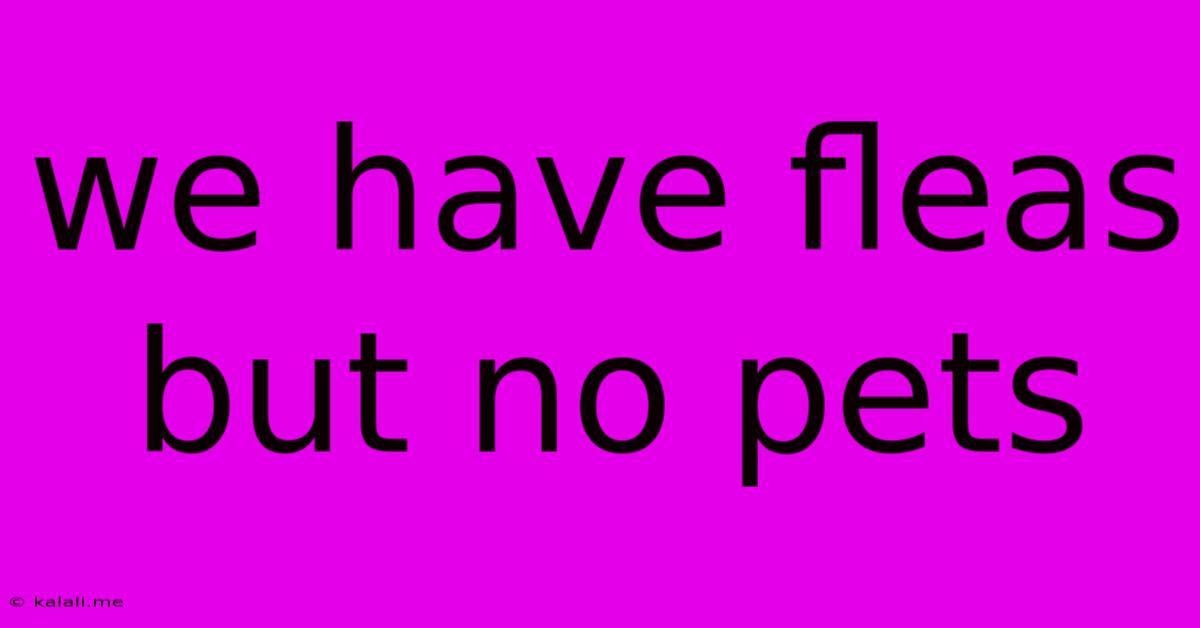 We Have Fleas But No Pets