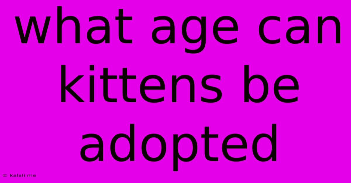 What Age Can Kittens Be Adopted