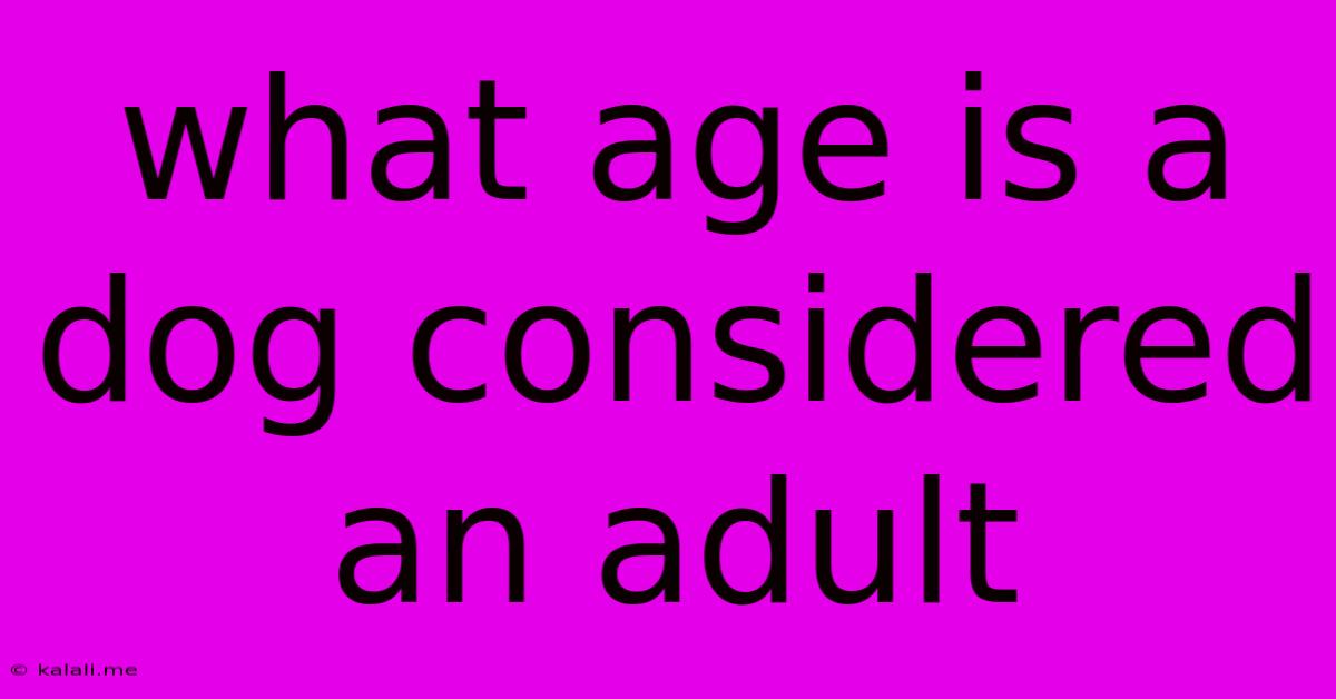 What Age Is A Dog Considered An Adult
