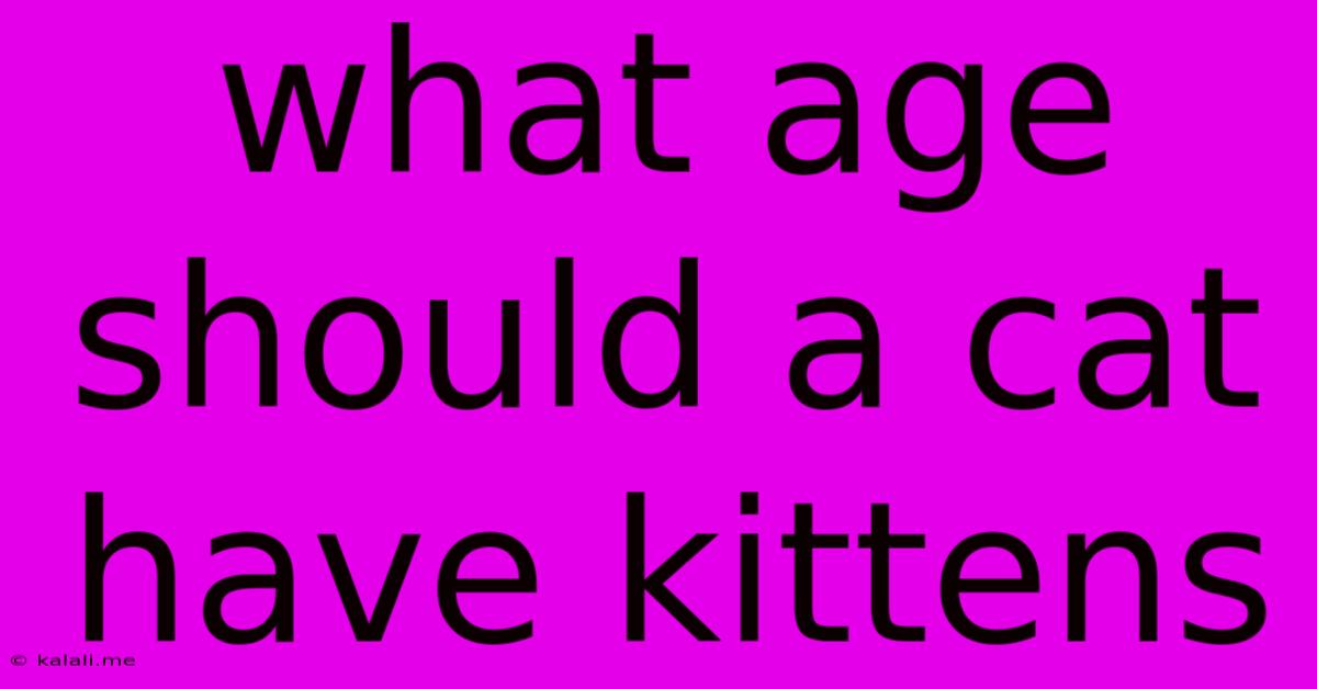 What Age Should A Cat Have Kittens