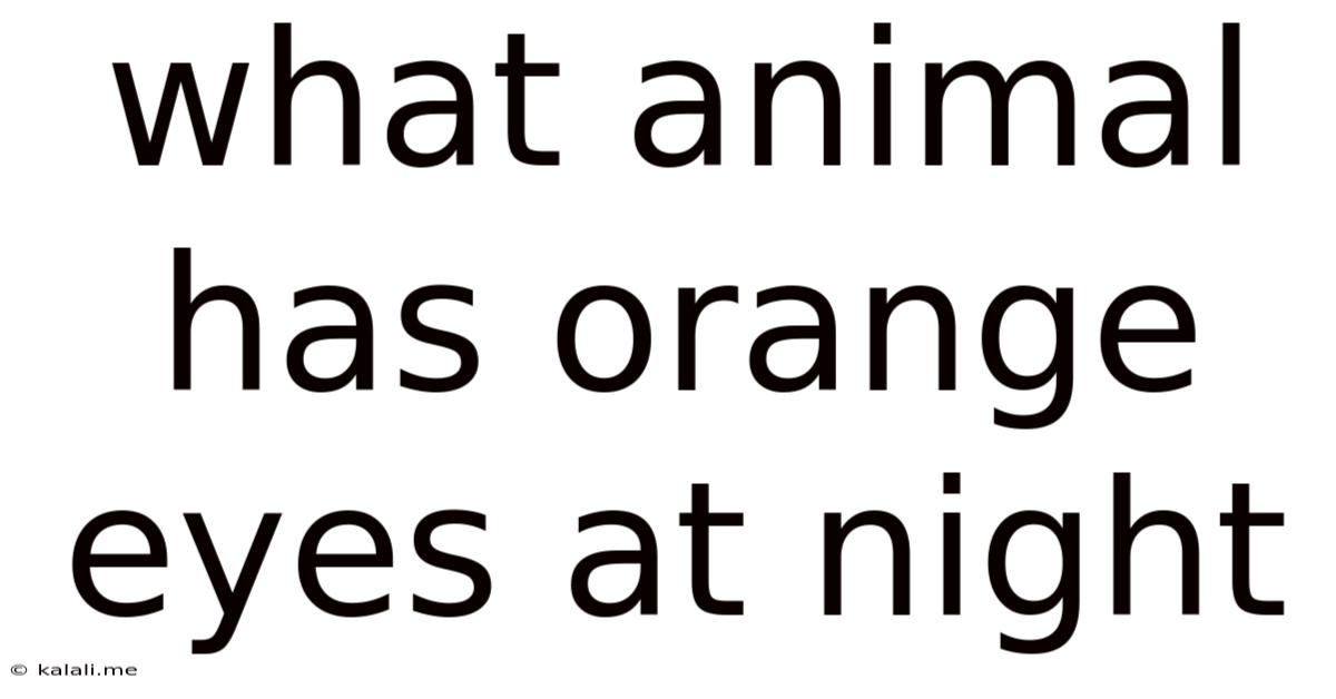 What Animal Has Orange Eyes At Night