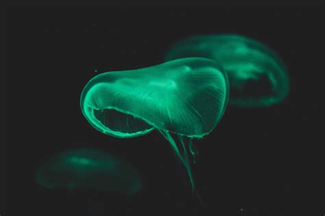 What Animals Can See Human Bioluminescence