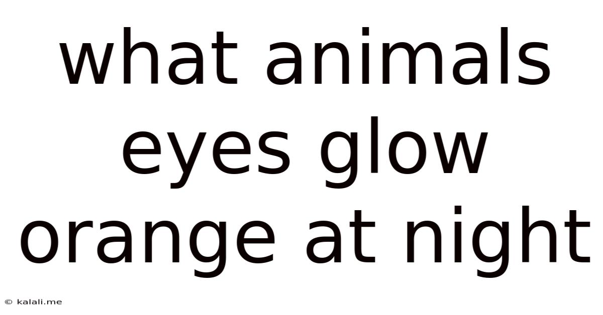 What Animals Eyes Glow Orange At Night