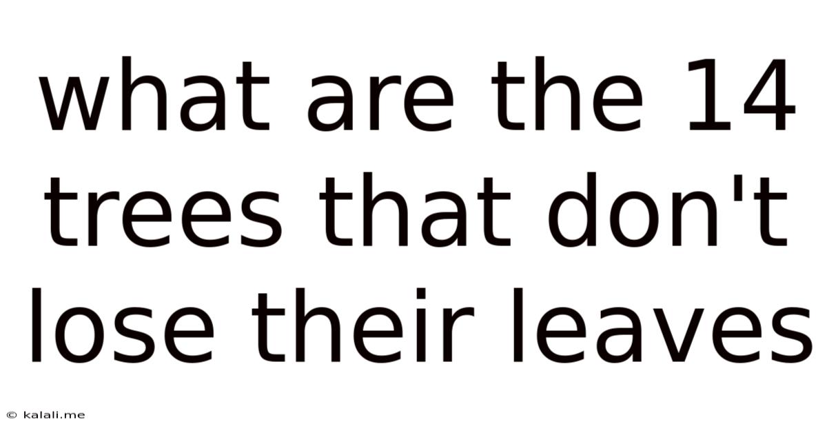 What Are The 14 Trees That Don't Lose Their Leaves