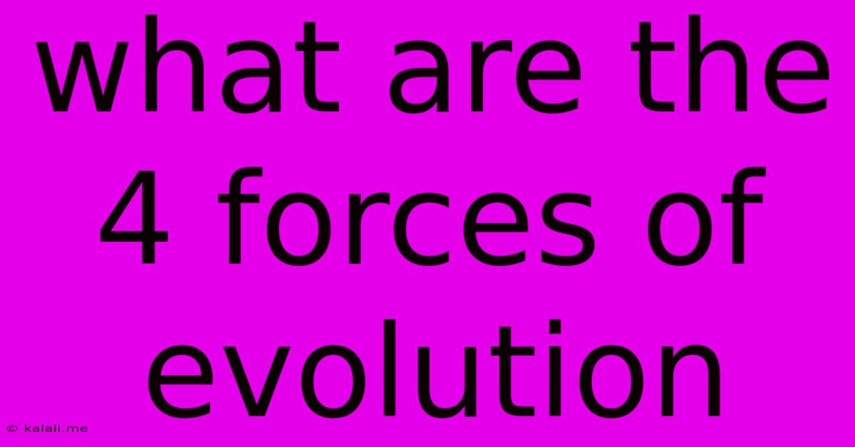 What Are The 4 Forces Of Evolution
