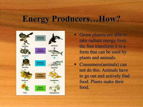 What Are The Roles Of Producers In An Ecosystem