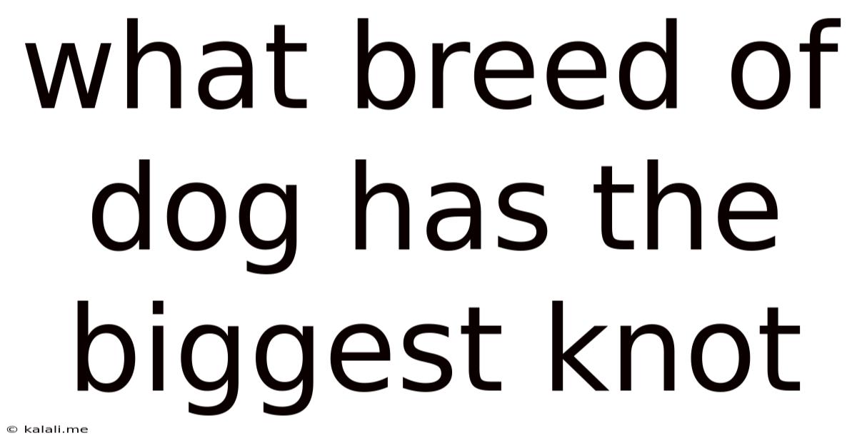 What Breed Of Dog Has The Biggest Knot
