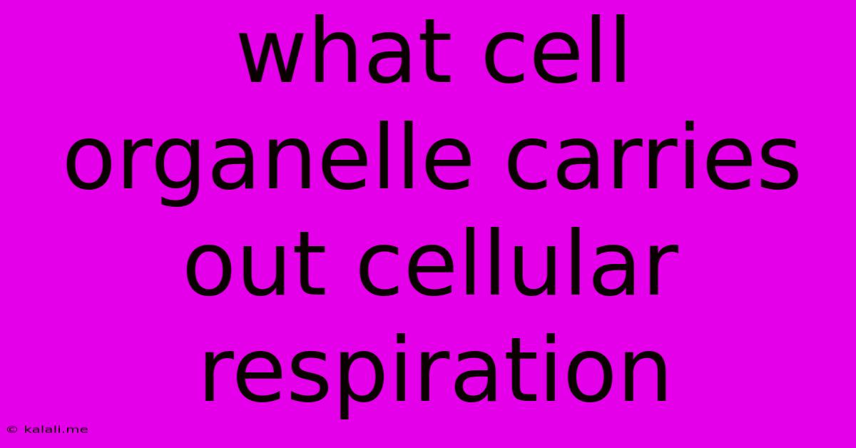What Cell Organelle Carries Out Cellular Respiration