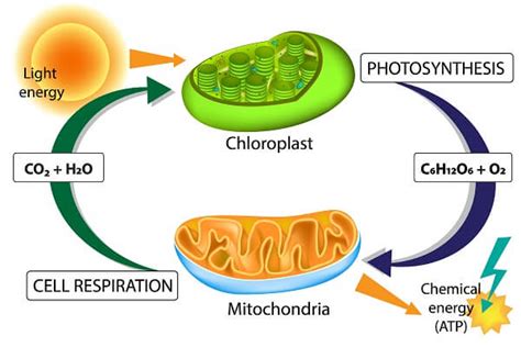 What Compound Directly Provides Energy For Cellular Work