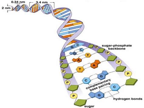 What Determines The Primary Structure Of A Dna Molecule