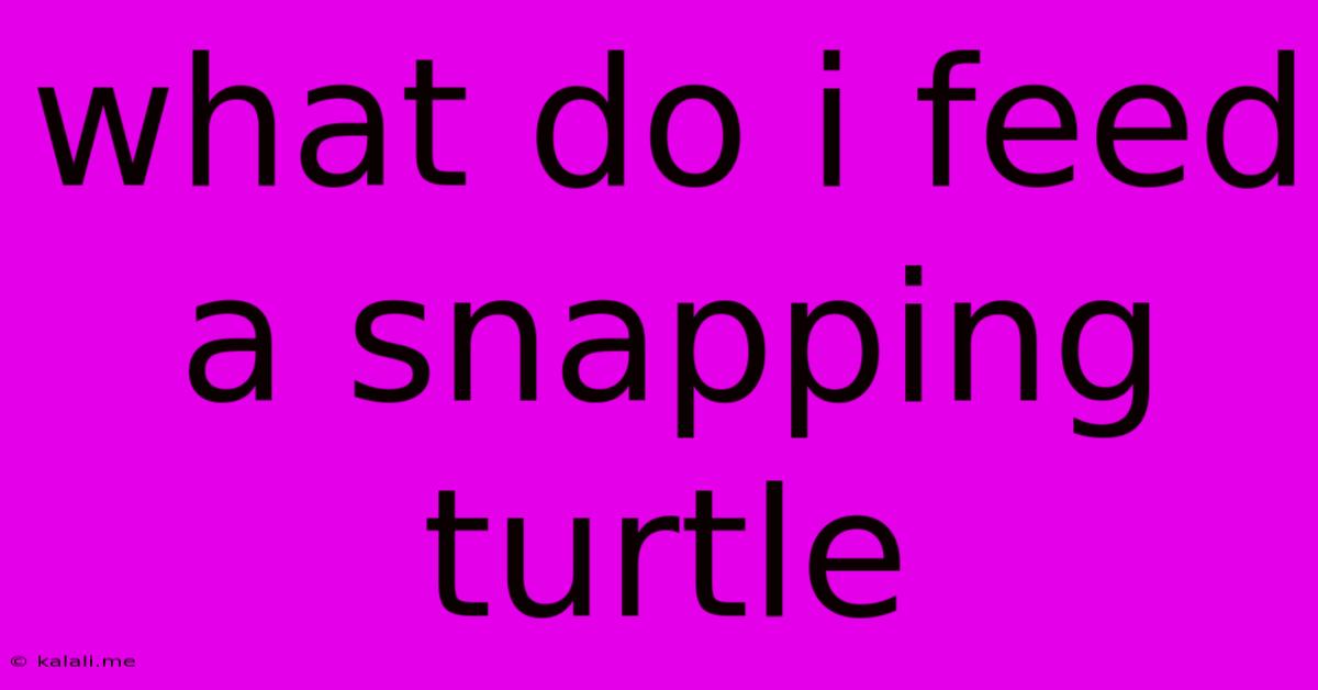 What Do I Feed A Snapping Turtle
