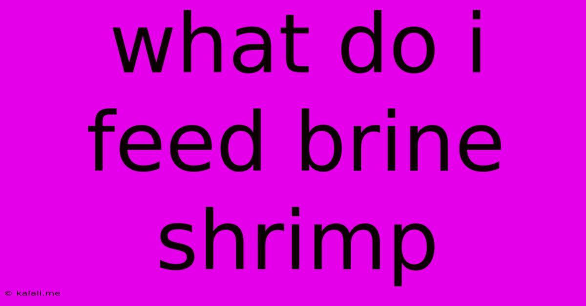 What Do I Feed Brine Shrimp