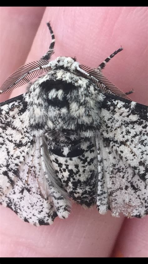 What Do Peppered Moths Do During The Winter