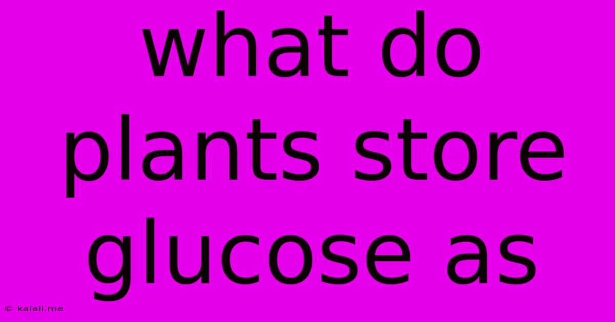 What Do Plants Store Glucose As