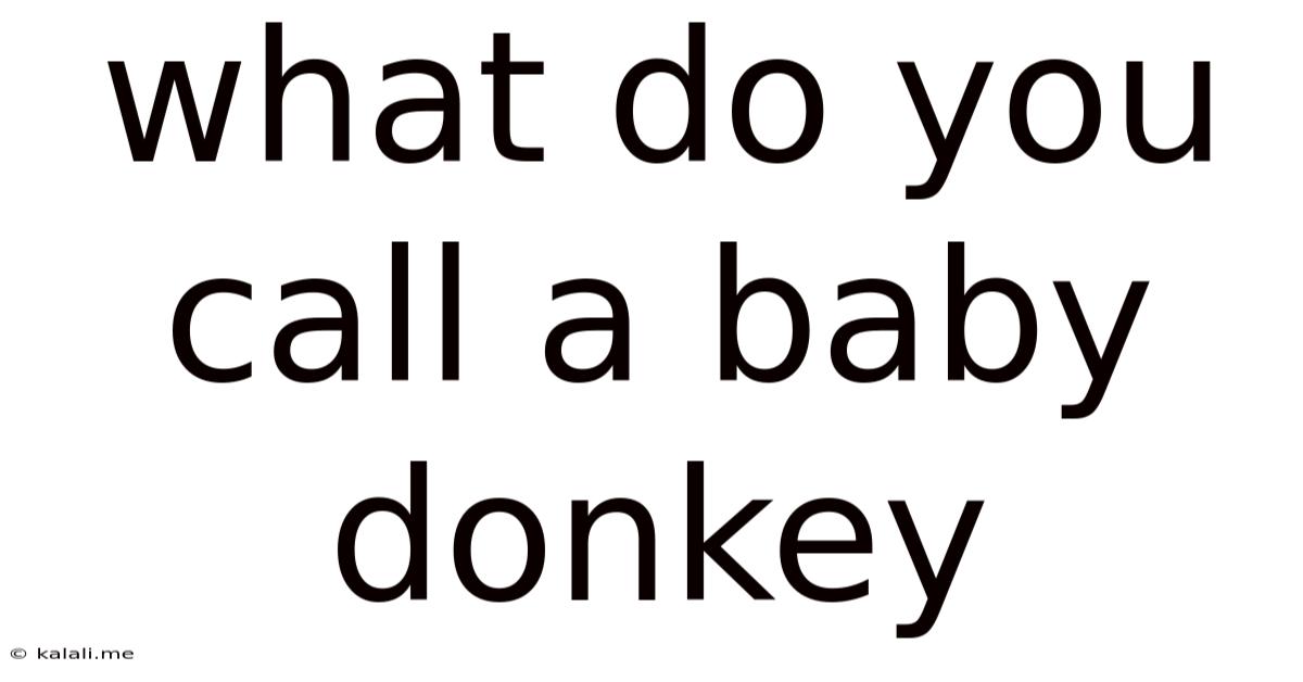 What Do You Call A Baby Donkey