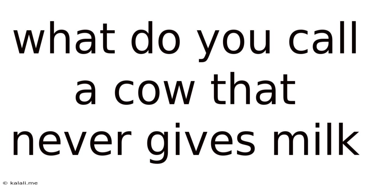 What Do You Call A Cow That Never Gives Milk