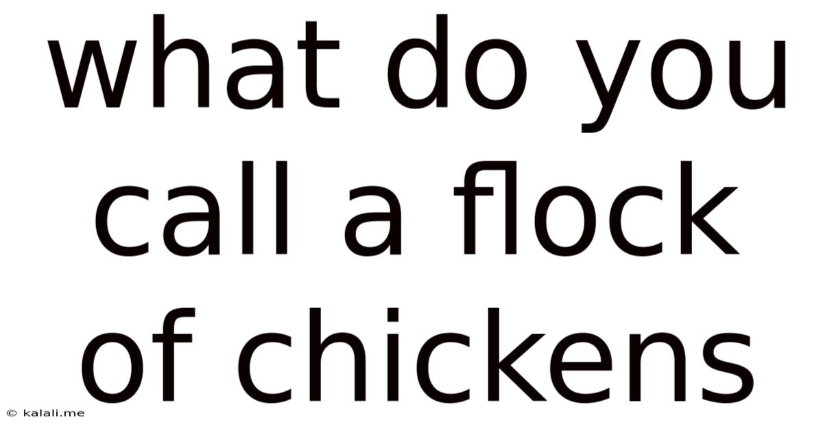 What Do You Call A Flock Of Chickens