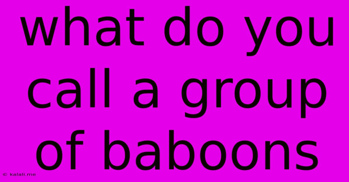 What Do You Call A Group Of Baboons