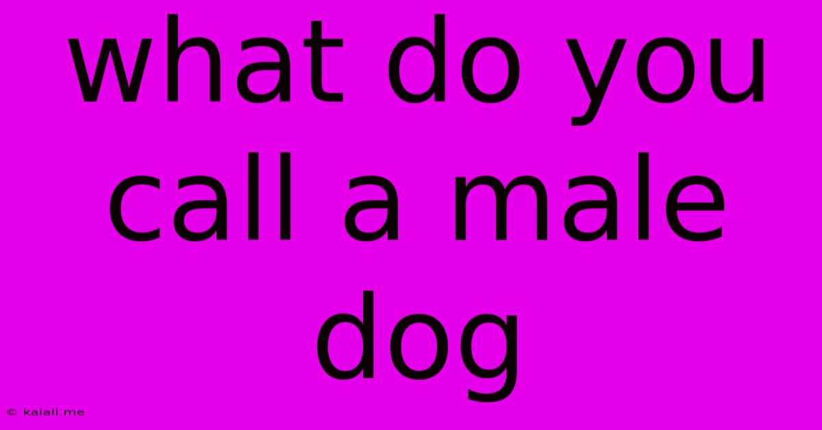 What Do You Call A Male Dog
