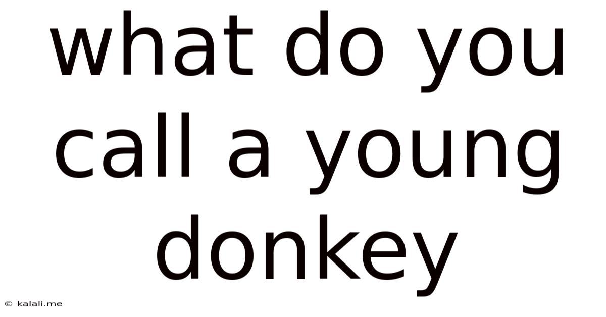 What Do You Call A Young Donkey