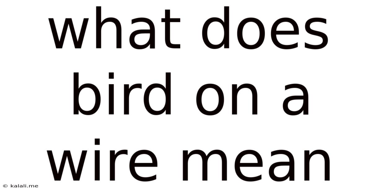 What Does Bird On A Wire Mean