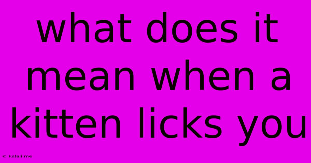 What Does It Mean When A Kitten Licks You