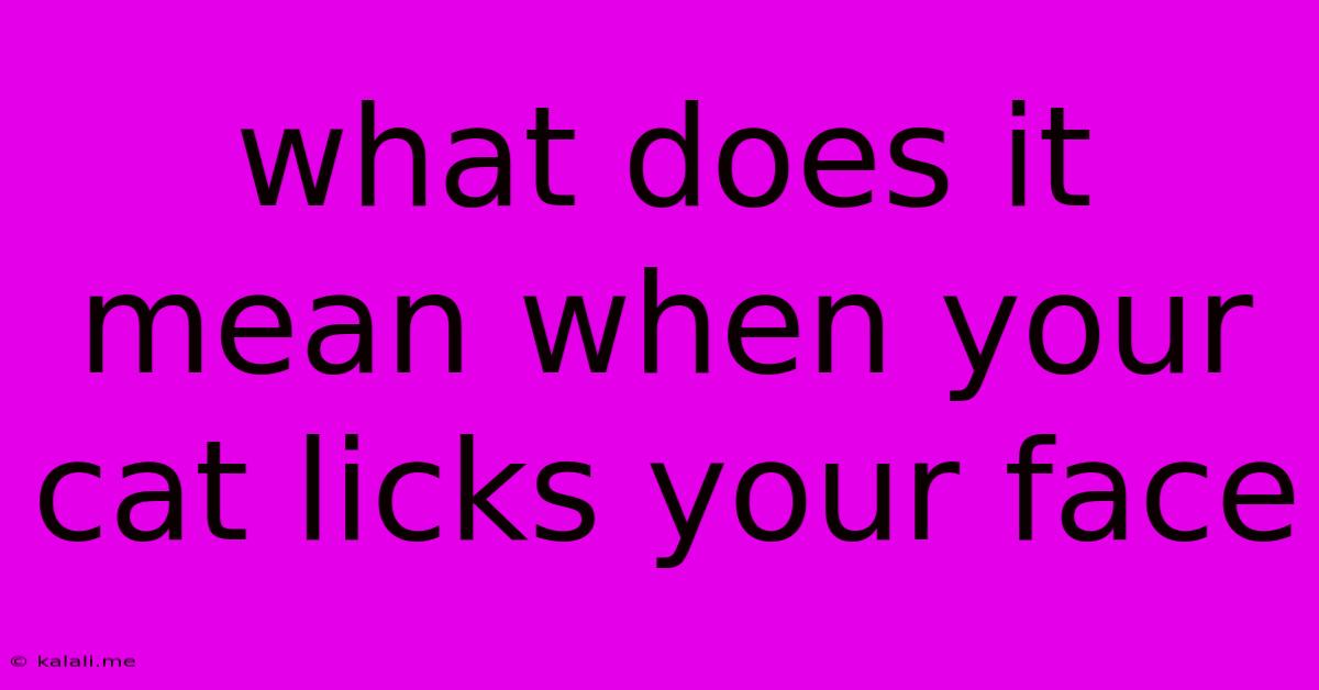 What Does It Mean When Your Cat Licks Your Face