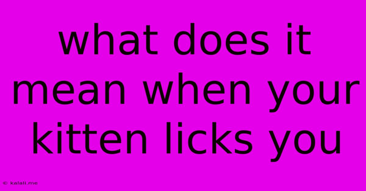 What Does It Mean When Your Kitten Licks You