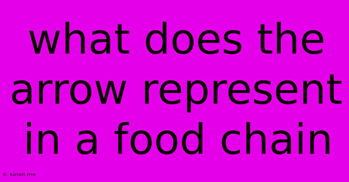 What Does The Arrow Represent In A Food Chain