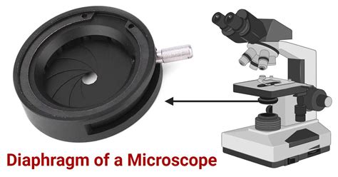 What Does The Diaphragm Do Microscope