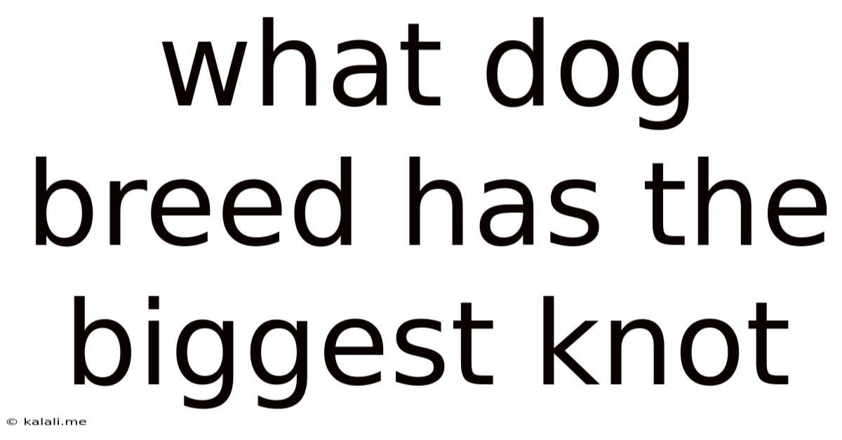What Dog Breed Has The Biggest Knot