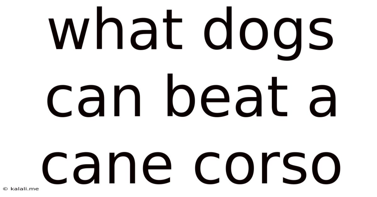 What Dogs Can Beat A Cane Corso