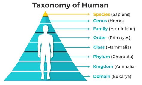 What Domain Do Humans Belong To