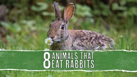 What Eats Bunnies In The Rasslads