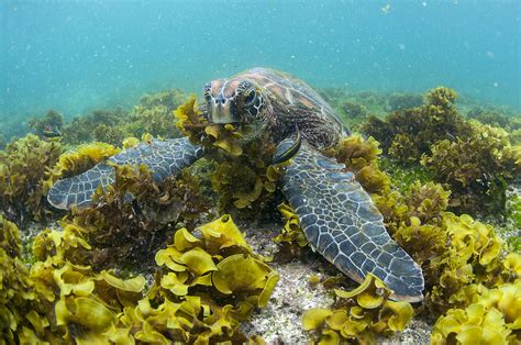 What Eats Seaweed In The Ocean