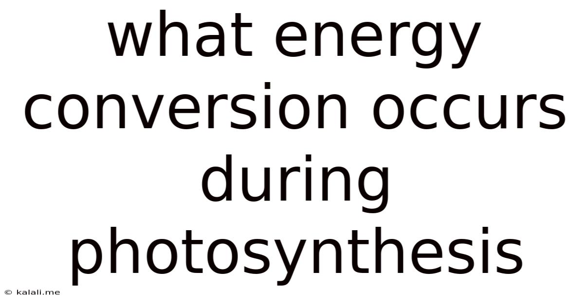 What Energy Conversion Occurs During Photosynthesis