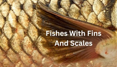 What Fish Have Fins And Scales