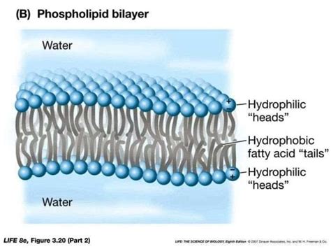 What Forms The Channels And Pumps In The Phospholipid Bilayer