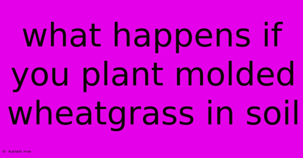 What Happens If You Plant Molded Wheatgrass In Soil