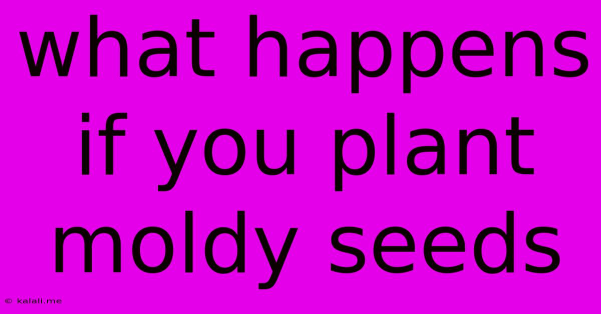 What Happens If You Plant Moldy Seeds