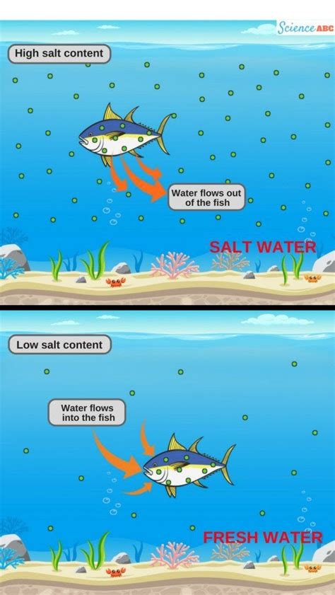 What Happens To Freshwater Fish In Saltwater