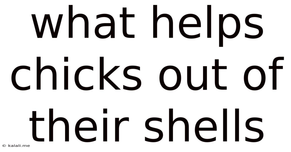 What Helps Chicks Out Of Their Shells